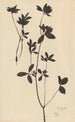 Clover - Theo Nieuwenhuis — artwork view