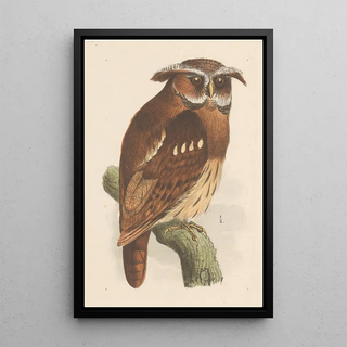 Theo van Hoytema - Owl On A Branch Bubo Lettii.webp