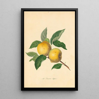 Thomas Andrew Knight - Downton Pippin.webp