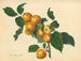 Appel van Foxley - Thomas Andrew Knight — weergave van het kunstwerk