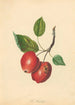 Foxwhelp - Thomas Andrew Knight — weergave van het kunstwerk