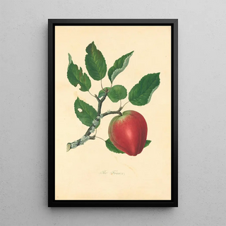 Thomas Andrew Knight - Friar.webp