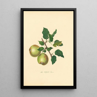 Thomas Andrew Knight - Oldfield Pear.webp