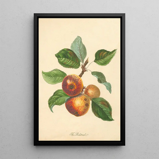 Thomas Andrew Knight - Redstreak.webp