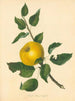 Pomme à noyau Steads - Thomas Andrew Knight — artwork view