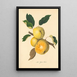 Thomas Andrew Knight - Yellow Elliot.webp