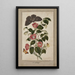 Studie van Japanse Camellia Roze Japanse Euphorbia caput-medusae Medusahoofd met Phalène Merops en Papilio Hyale Nar - Thomas Robins le Jeune — ingelijst kunstwerk aan de muur