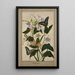 Studie botanisch van bloemen van de passie met rode vruchten, Virginische tabakplant en ixia met motvlinders - Thomas Robins le Jeune — ingelijst kunstwerk aan de muur
