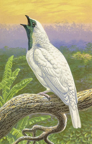 Thomas Waterman Wood - NakedThroated Cotinga.webp