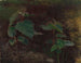 Tree Plant Sketches for Painting Princess of Fairy Tales - Torsten Wasastjerna — artwork view