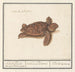 Schildpad Tortue de mer Cheloniidae tortue de terre testudo Palustris - Anselmus Botius de Boodt — weergave van het kunstwerk