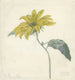 van Tournesol - D van Alphen — weergave van het kunstwerk
