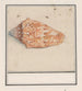 Trompetroze Strombus gigas - Anselmus Botius de Boodt — weergave van het kunstwerk