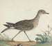 van Pierre - George Edwards — weergave van het kunstwerk