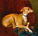 van een windhond rustend op een stoel - Jacques-Raymond Brascassat — weergave van het kunstwerk