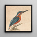 Een ijsvogel - Thomas Atwood — ingelijst kunstwerk aan de muur