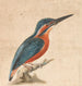 Een ijsvogel - Thomas Atwood — weergave van het kunstwerk