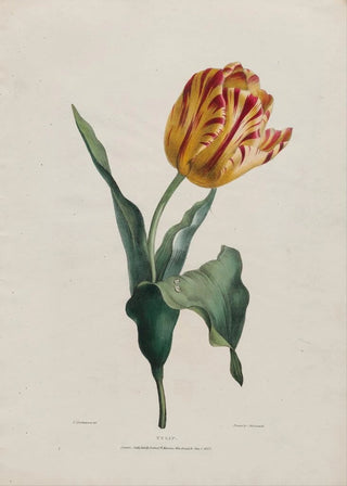 Valentine Bartholomew - Tulip.webp