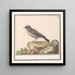 Vink Fringilla - Anselmus Botius de Boodt — ingelijst kunstwerk aan de muur