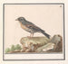 Vink Fringilla - Anselmus Botius de Boodt — weergave van het kunstwerk