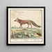 Vos Vulpes vulpes Vos Vulpes Renard - Anselmus Botius de Boodt — ingelijst kunstwerk aan de muur