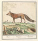 Vos Vulpes vulpes Vos Vulpes Renard - Anselmus Botius de Boodt — weergave van het kunstwerk