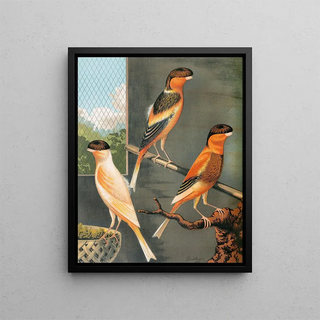 W A Blakston - Norwich CanariesDark Crested Buff Variegated Crested Buff And Yellow.webp