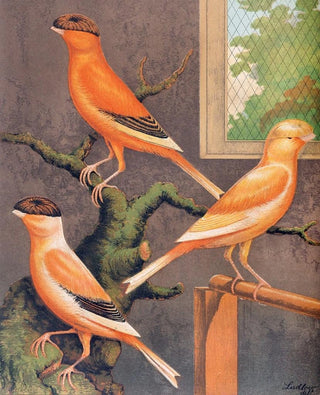 W A Blakston - Norwich CanariesEvenlyMarked Crested Yellow Grey Crested BuffEvenlyMarked Crested Buff.webp