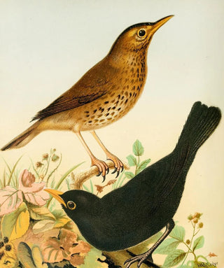 W A Blakston - Song Thrush And Blackbird.webp
