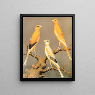 W A Blakston - Yorkshire CanariesEvenly Marked Yellow And Buff Clear Yellow.webp