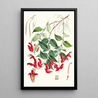 Walter Hood Fitch - Aeschynanthus Peelii Hf and T.webp