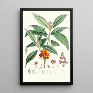 Walter Hood Fitch - Aucuba Himalaica Hf et T.webp