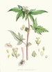 Begonia Gemmipara Hf en T - Walter Hood Fitch | Schilderij — weergave van het kunstwerk