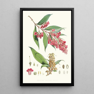 Walter Hood Fitch - Buddleia Colvilei Hf and T.webp