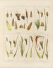 Botanisch Cryptogamisch Schilderij van de reis naar Antarctica van de schepen HM Discovery Erebus en Terror in de jaren 1839 Pl02 - Walter Hood Fitch — weergave van het kunstwerk