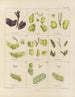 Botanisch Cryptogamisch Schilderij van de reis naar Antarctica van de schepen HM Discovery Erebus en Terror in de jaren 1839 Pl08 - Walter Hood Fitch — weergave van het kunstwerk