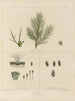 Botanisch Cryptogamisch Schilderij van de reis naar Antarctica van de schepen HM Discovery Erebus en Terror in de jaren 1839 Pl13 - Walter Hood Fitch — weergave van het kunstwerk