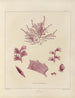 Botanisch Cryptogamisch Schilderij van de reis naar Antarctica van de schepen HM Discovery Erebus en Terror in de jaren 1839 Pl20 - Walter Hood Fitch — weergave van het kunstwerk