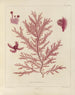 Botanisch Cryptogamisch Schilderij van de reis naar Antarctica van de schepen HM Discovery Erebus en Terror in de jaren 1839 Pl21 - Walter Hood Fitch — weergave van het kunstwerk