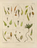 Botanisch Cryptogamisch Schilderij van de reis naar Antarctica van de schepen HM Discovery Erebus en Terror in de jaren 1839 Pl27 - Walter Hood Fitch — weergave van het kunstwerk