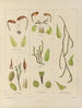 Botanisch Cryptogamisch Schilderij van de reis naar Antarctica van de schepen HM Discovery Erebus en Terror in de jaren 1839 Pl29 - Walter Hood Fitch — weergave van het kunstwerk