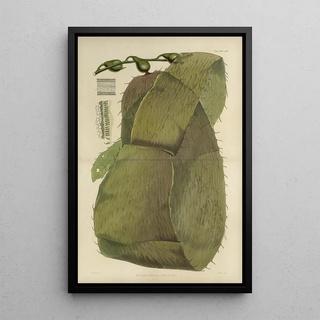 Walter Hood Fitch - Cryptogamic botany of the Antarctic voyage of HM Discovery ships Erebus and Terror in the years 1839 Pl41.webp