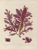 Botanisch kunstdruk van de reis naar Antarctica van de schepen HM Discovery Erebus en Terror in de jaren 1839 Pl46 - Walter Hood Fitch — weergave van het kunstwerk