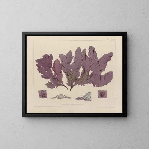 Botanisch Schilderij van de cryptogamische planten uit de Antarctische reis van de ontdekkingsschepen HM Erebus en Terror in 1839 - Walter Hood Fitch — ingelijst kunstwerk aan de muur