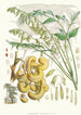 Decaisnea Insignis Hf en T - Walter Hood Fitch — weergave van het kunstwerk