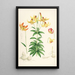Lilium Canadense - Walter Hood Fitch — ingelijst kunstwerk aan de muur