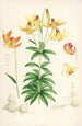 Lilium Canadense - Walter Hood Fitch — weergave van het kunstwerk