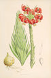 Lilium Chalcedonicum - Walter Hood Fitch — weergave van het kunstwerk