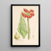 Lilium Chalcedonicum - Walter Hood Fitch — ingelijst kunstwerk aan de muur