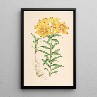 Walter Hood Fitch - Lilium Croceum.webp